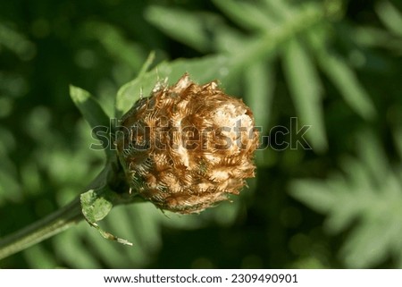 Meadow cornflower (lat. Centaurea jacea) blooms in the garden. Meadow cornflower is a field weed plant; a species of the genus Cornflower of the Asteraceae family.