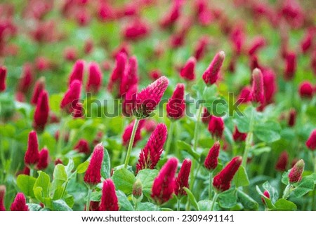 Trifolium incarnatum, known as crimson clover or Italian clover, is a species of short-growing flowering plant in the family Fabaceae, native to most of Europe. Field of flowering crimson Royalty-Free Stock Photo #2309491141