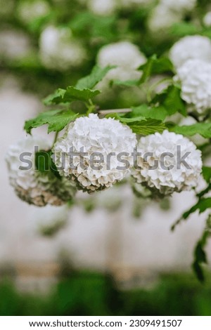 Beautiful large round white flowers of viburnum bulldenezh grow in the garden on a tree. Close-up photography, nature.