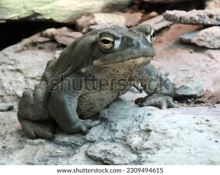 Colorado River toad (Incilius alvarius), Sonoran Desert toad, Die Coloradokröte (Coloradokroete) oder Sonora-Netzkröte (Sonora-Netzkroete) - The Zoo Zürich (Zuerich or Zurich), Switzerland (Schweiz)