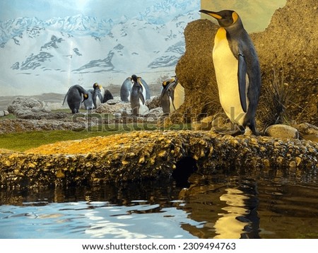 King penguin (Aptenodytes patagonicus), Der Königspinguin (Koenigspinguin) or Kraljevski pingvin - The Zoo Zürich (Zuerich or Zurich), Switzerland (Schweiz)