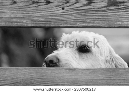 White golden doodle looking faithful through the fence