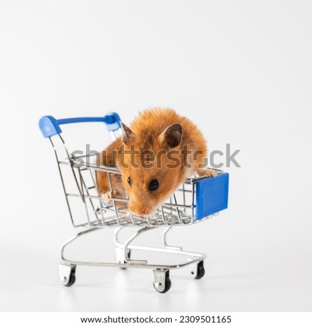 a red-haired hamster sit in shopping trolley on wheels, white background. shopping concept. copy space.