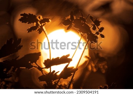 Flower silhouettes with setting sun on the background. Nature background