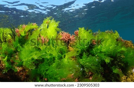 Sea lettuce green seaweed Ulva lactuca with some alga Asparagopsis armata, underwater in the Atlantic ocean, natural scene, Spain, Galicia Royalty-Free Stock Photo #2309505303