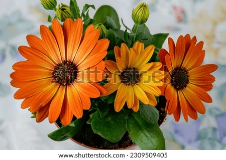 African daisy,Osteospermum,delicate flowers in warm, sunny colors,two-color petals of orange yellow,showy ornamental plant in full bloom from a close distance, composition on a delicate background