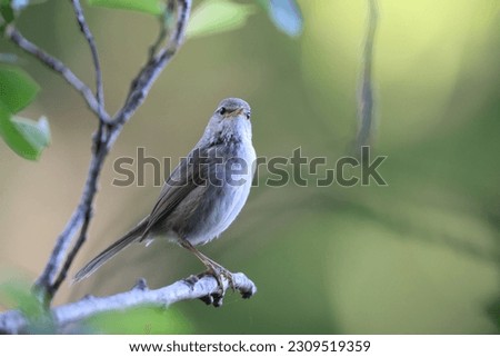 Japanese Bush Warbler or Japanese Nightingale (Cettia  or Horornis diphone) in Japan Royalty-Free Stock Photo #2309519359