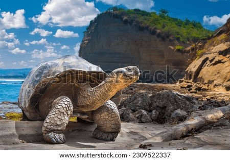 Galapagos Islands. Galapagos tortoise. Big turtle. Ecuador. Royalty-Free Stock Photo #2309522337