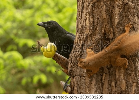 Carrion crow and scottish red squirrel who wants the fresh green pear that the corvid black bird is eating and the red squirrel on the tree trunk wants Royalty-Free Stock Photo #2309531235