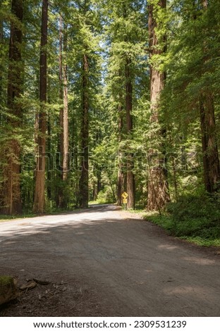 Avenue of the giants in northern California forest. 