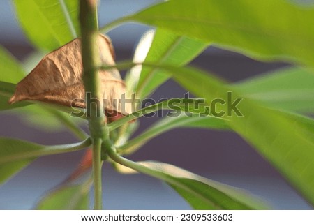 photo of green leaves in bloom with blurred background