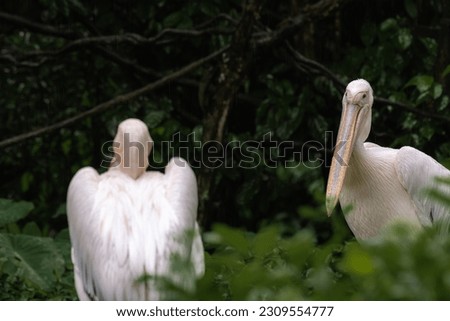 Great white pelicans (Pelecanus onocrotalus) also known as eastern white or rosy pelicans standing on the rock behind the tall grass, copy space for text