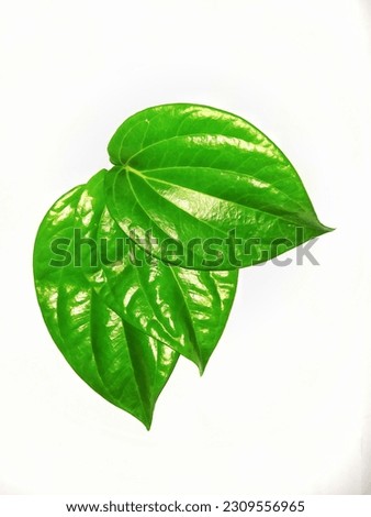 copy space of fresh green betel leaf on a clean white background Royalty-Free Stock Photo #2309556965