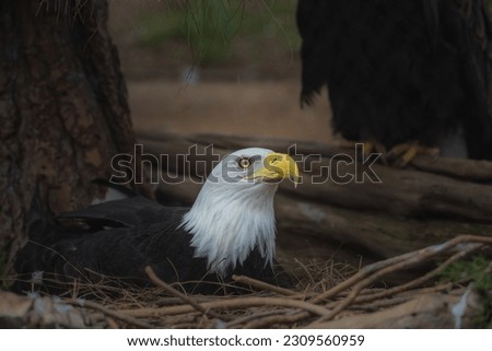 A MATURE BALD EAGLE WITH A NICE EYE SITTING IN HER NEST WITH HER MATE IN THE BACKGROUND