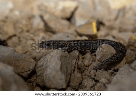 Yucatán mushroomtongue salamander on rocks