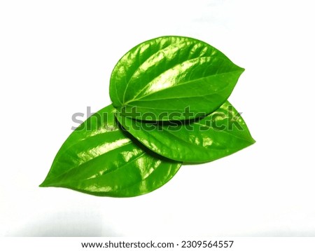 copy space of fresh green betel leaf againts the clean white background  Royalty-Free Stock Photo #2309564557