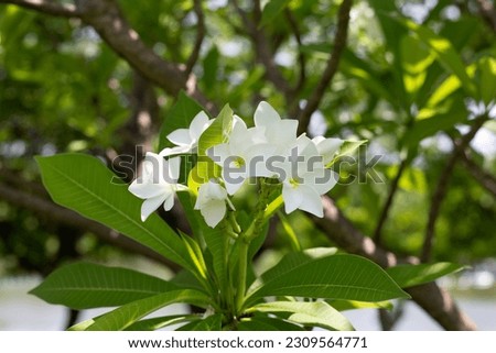 White plumeria or frangipani flower. Tropical tree