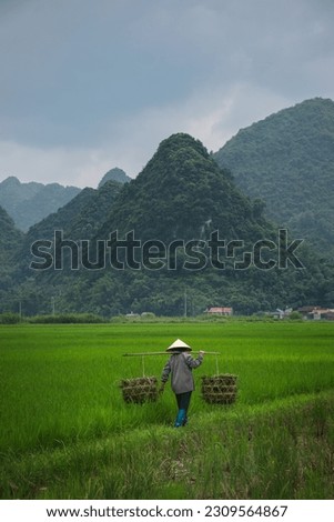 Worker in a rice field in Bac Son Valley on a cloudy day. Vietnam, Aug22.

