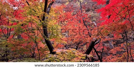 Jilisan Mountain Piagol Maple, South Korea