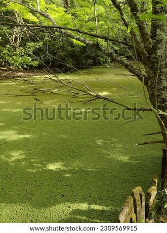A river with aquatic plants with trees on its banks