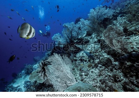 Beautiful corals on an ocean ridge with tropical fish and a scuba diver in the far background - with a Bat fish in the foreground