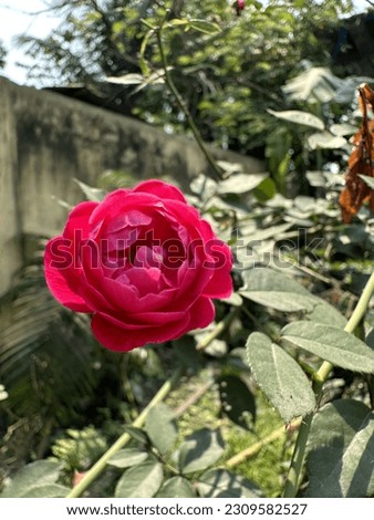 Red rose flower stock photo