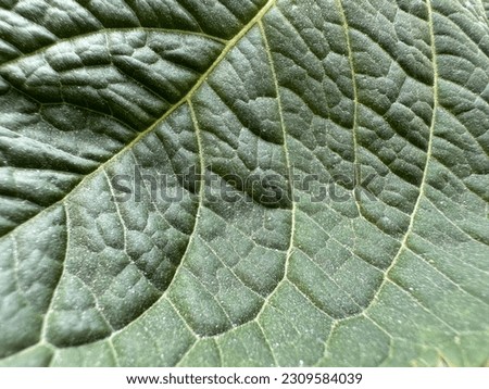Green plant veins stock photo