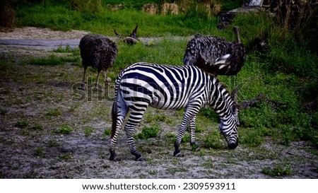 Plains Zebra Eating with Green Background