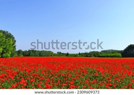 beautiful lush red poppy field in panoramic view. spring scene. green trees in the background. nature and outdoors. colorful nature photo. blooming red spring wild flowers. Papaver rhoeas. blue sky