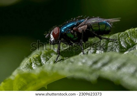 A close up of a Blue Bottle fly sitting on a leaf.