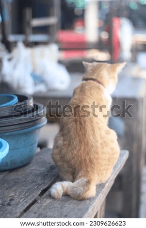 a ginger cat sit on the wood