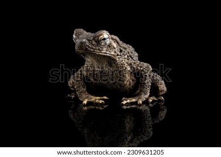 Asian giant toad isolated on black background, Phrynoidis asper is a type of river toad