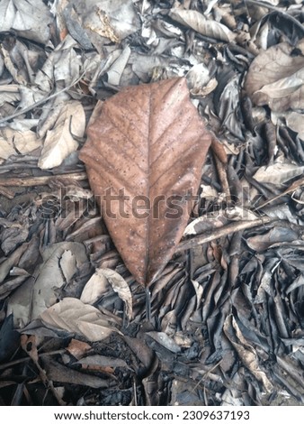 picture of a large dry leaf among other dry leaves