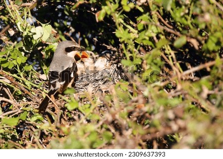 The great gray shrike (Lanius excubitor), known as the northern shrike or Iberian gray shrike (Lanius meridionalis) sitting on the nest with young. Royalty-Free Stock Photo #2309637393