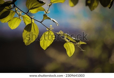 nice yellow green Foliage of Jujube tree. Nice leaves background. For publication, design, poster, calendar, post, wallpaper, postcard, banner, cover.