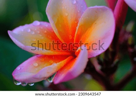 Macro Photography. Closeup photo of dewdrops on the petals of a Plumeria rubra flower or better known as red frangipani flower in a garden in Bandung city - Indonesia