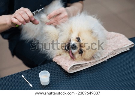 Woman groomer trims the claws on the paws of a spitz dog. 