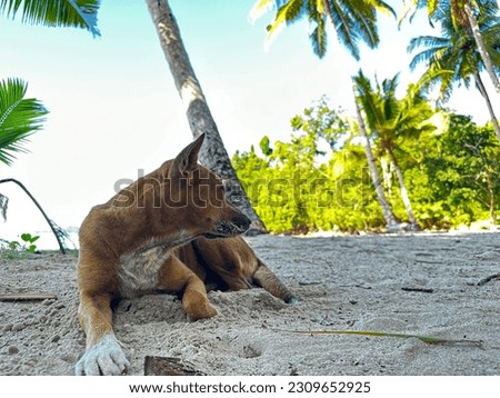 Portrait of Indonesia domestic dog lying on the sand Indonesia tropical beach on background of coconut trees and summer sky.