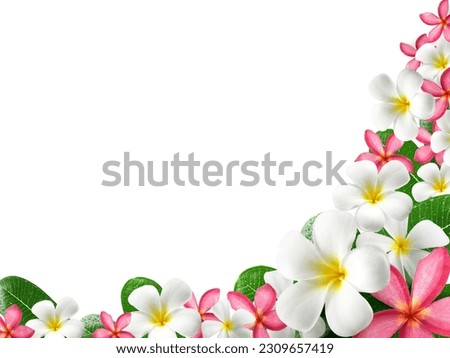 frangipani flower frame on white background