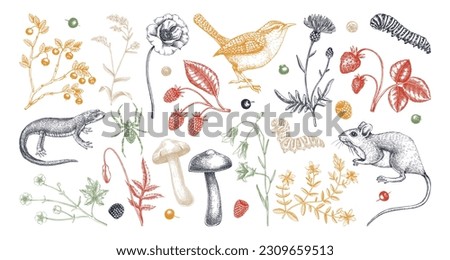 Summer design elements in sketched style. Botanical drawings of wildflowers, herbs, meadows, berries, animals, and birds. Vintage wildlife hand-drawn illustrations. Field plants sketches in color