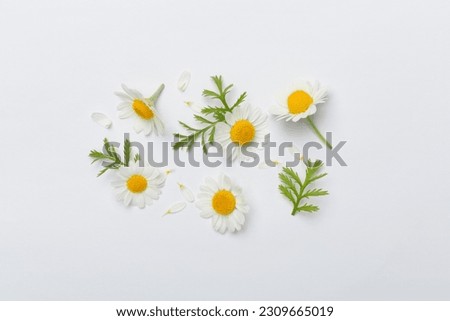 Flat lay with chamomile flowers on color background, top view Royalty-Free Stock Photo #2309665019