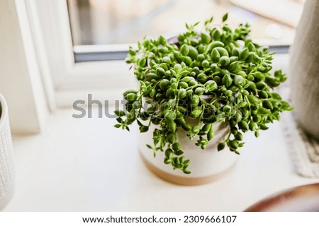 Senecio rowleyanus plant in white pot on the windows. Place for text. Home garden. Royalty-Free Stock Photo #2309666107