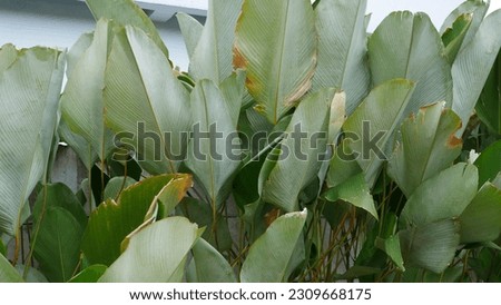 Calathea leaves in the garden
