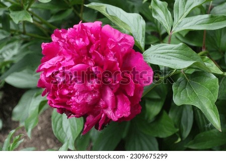 Close shot of one magenta colored flower of common peony in May