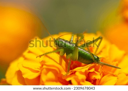 Japanese Great Green Bush Cricket nymph (Chosen Yabukiri) perched on a bright orange marigold flowerhead (Sunny outdoor field, close up macro photography)
