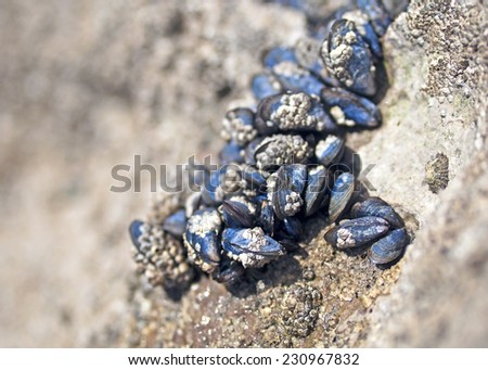 Blue Mussels Attached to the Rock Royalty-Free Stock Photo #230967832