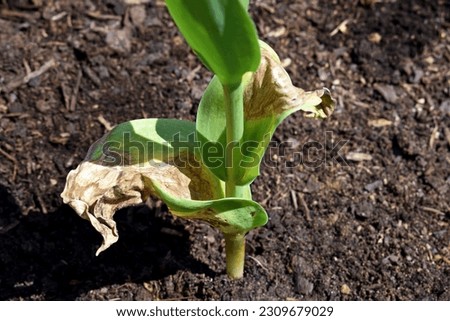 Tulip fire disease on tulip. Fungal disease caused by Botrytis tulipae fungus Royalty-Free Stock Photo #2309679029