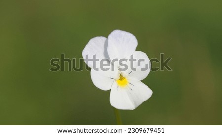 Enchanting world of Viola arvensis: The Wild Pansy in the meadow. Spring shots.