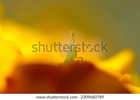 Japanese Oriental longheaded locust nymph (Shoryobatta, Acrida cinerea) peeking out from the bright orange marigold flowerhead (Sunny outdoor  close up macro photography)
