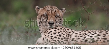 Close up cheetah from Savannah (Acinonyx jubatus)